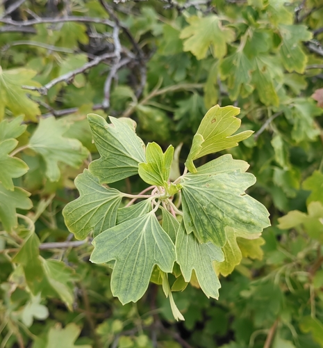 golden currant