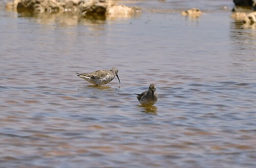 iNaturalist image