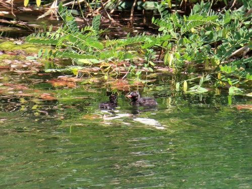iNaturalist image
