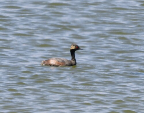 iNaturalist image