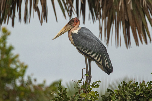 iNaturalist image