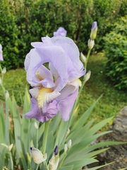 Iris pallida