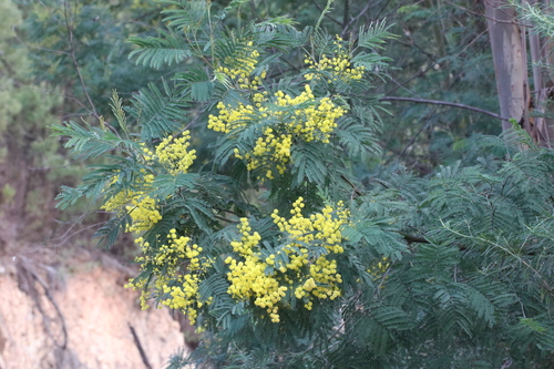 Acacia silvestris, 2026-07-26