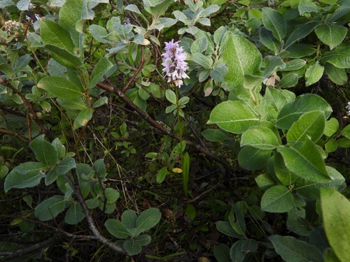 Common Spotted Orchid