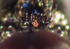 Dilophus strigilatus