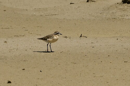 iNaturalist image