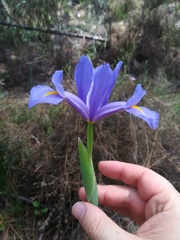 Iris xiphium