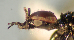 Dilophus strigilatus