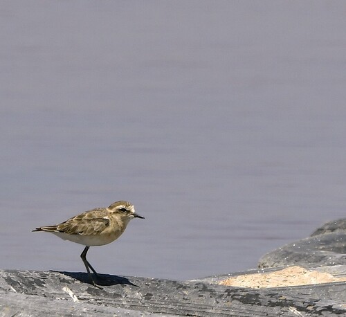 iNaturalist image