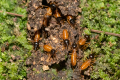 Nasutitermes corniger