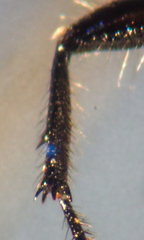 Dilophus strigilatus