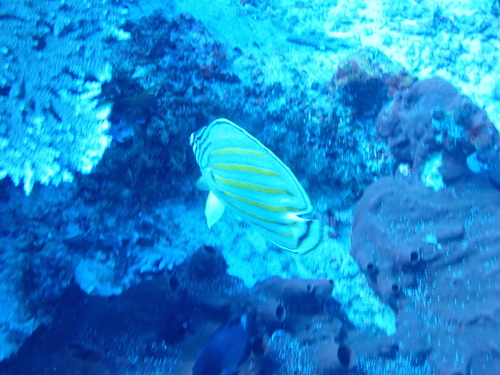 Chaetodon ornatissimus