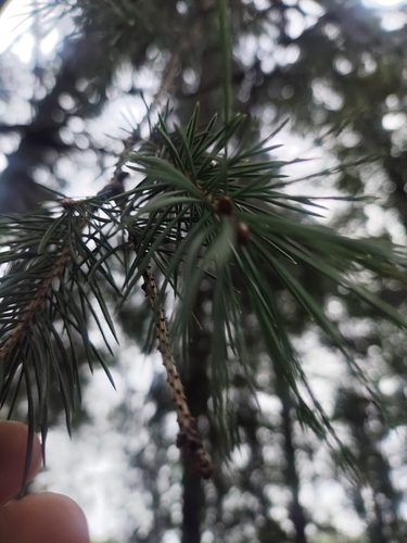 Morinda spruce