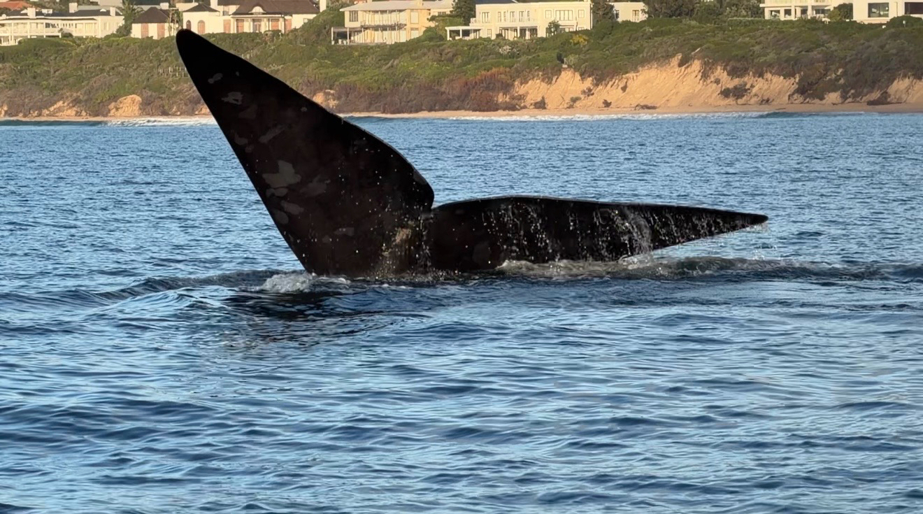 Eubalaena australis