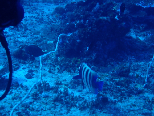 Pomacanthus sexstriatus