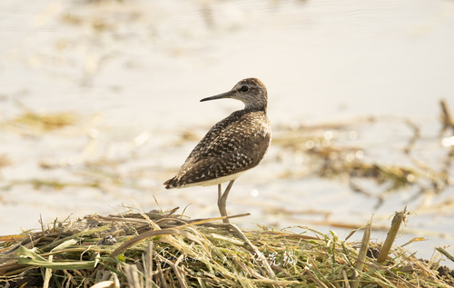 iNaturalist image