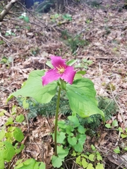 Trillium ovatum ovatum