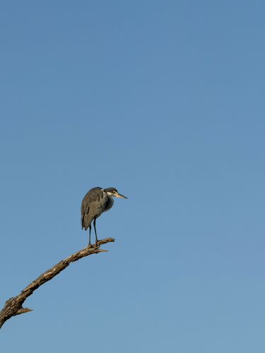 iNaturalist image