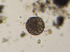Clathrulina elegans
