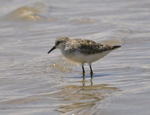 iNaturalist image