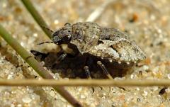 Phimodera humeralis