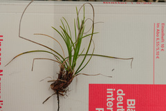 Carex humilis