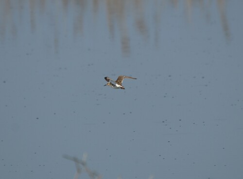 iNaturalist image