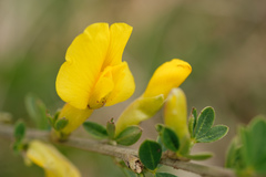 Chamaecytisus ratisbonensis