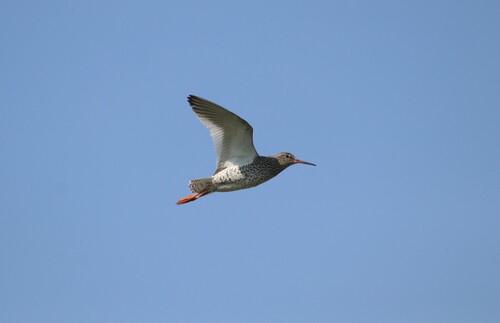 iNaturalist image