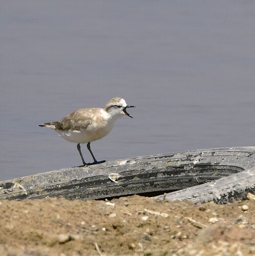 iNaturalist image