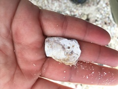 Isognomon bicolor