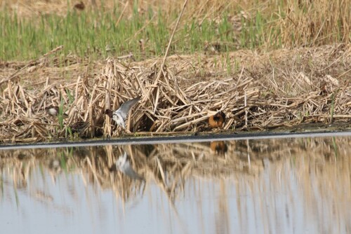 iNaturalist image