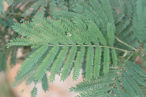 Acacia silvestris, 2026-07-26