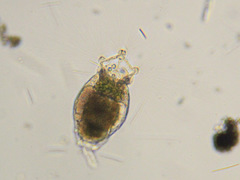 Collotheca