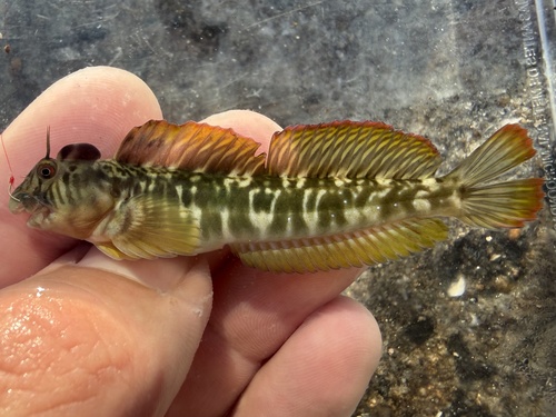 Tanega rockskipper (Praealticus tanegasimae) — Blenniidae — 2