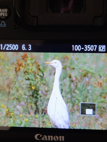 iNaturalist image