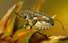 Phimodera humeralis