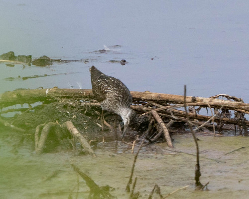 iNaturalist image