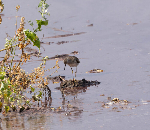 iNaturalist image