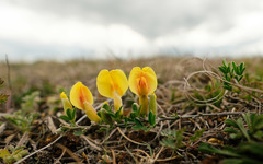 Chamaecytisus ratisbonensis