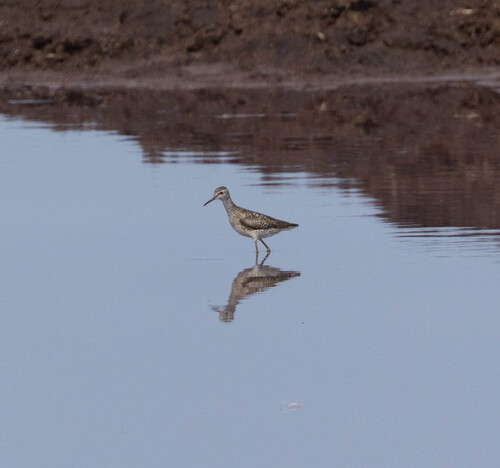 iNaturalist image
