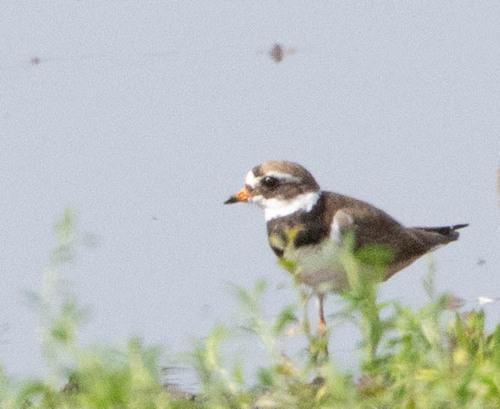 iNaturalist image