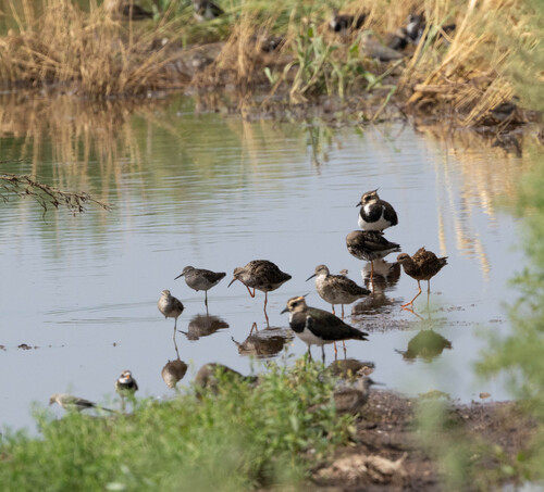 iNaturalist image