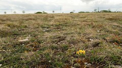Chamaecytisus ratisbonensis