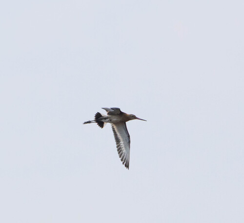 iNaturalist image