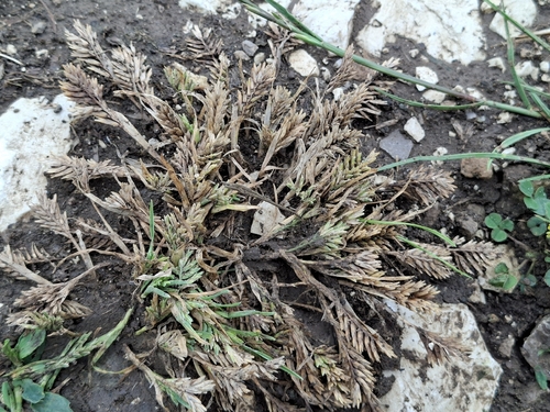Sclerochloa dura, 2026-07-18