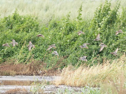 iNaturalist image