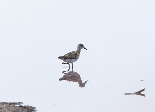 iNaturalist image