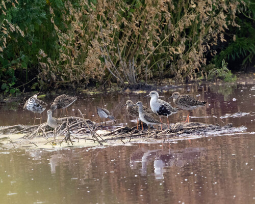 iNaturalist image