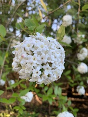 Viburnum × burkwoodii